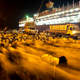 Sheep from Somaliland heading to Saudi Arabia for use as sacrifice during the Hajj.